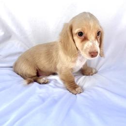 Sky Blue - Cream male Dachshund puppy in Silver Springs, Florida from DeMarsh's Dachshunds