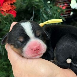 Daisy - Tri-color female Bernese Mountain Dog puppy in Yuciapa, California from AlltheDoodlez_