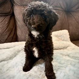 Jupiter - Black male Poodle puppy in San Antonio, Texas from Sweet as dessert puppies