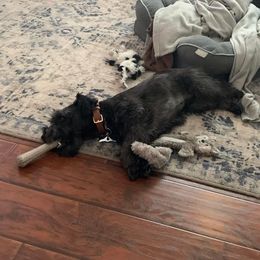 Miniature Schnauzer All Grown Up from Seventy Serenity Schnauzers