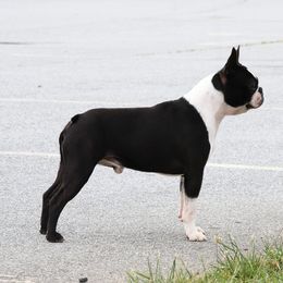 Cooper - Boston Terrier