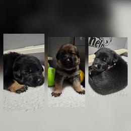 Gala - Black and tan female German Shepherd puppy in Conroe, Texas from Aus der Asche German Shepherds
