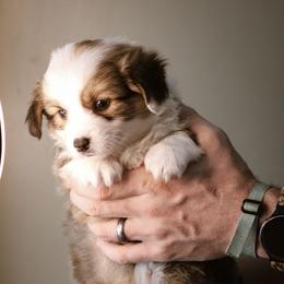 Riley - Sable female Pembroke Welsh Corgi puppy in South Otselic, New York from Ridge Top Corgis