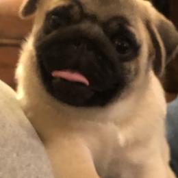 Bulldog and Pug Puppies from JR’s Pugs
