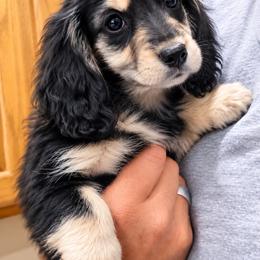 Mufasa - Black and cream male Dachshund puppy in Sheridan, Arkansas from Farmhouse Dachshunds