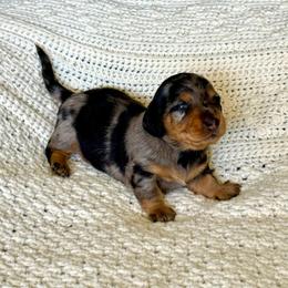 Knight - Dapple male Dachshund puppy in Queen Creek, Arizona from Jolly Rogers Dachshunds