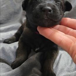 Echo's Pink - Mahogany female Belgian Malinois puppy in Berry, Alabama from North River k9
