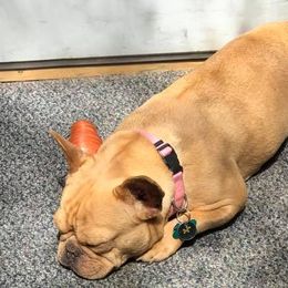 French Bulldogs from French Kisses North