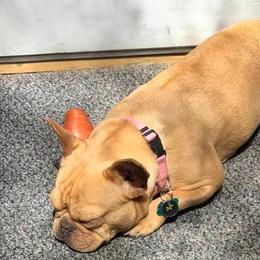 French Bulldogs from French Kisses North