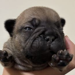 Cha-Cha - Fawn female French Bulldog puppy in Greenville, Texas from Lisa's French Bulldogs