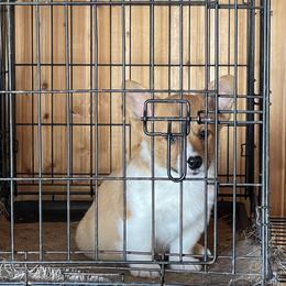 Pembroke Welsh Corgi Puppies from Gotta Chase Em All Corgis