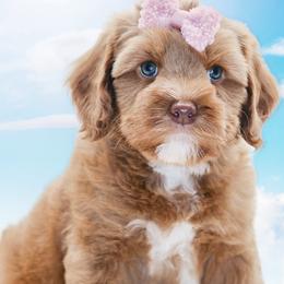 Meringue - Caramel female Australian Labradoodle puppy in Redding, California from Shasta Royal Monroe Puppies