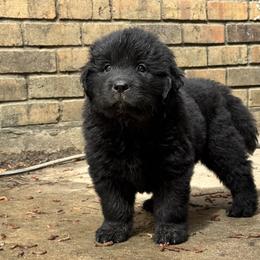 Girl 2 - Black female Newfoundland puppy in Nacogdoches, Texas from Pete’s Newfies