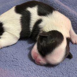 Girl 3 - Black and white female Shih Tzu puppy in Paintsville, Kentucky from Molly B's ShihTzus