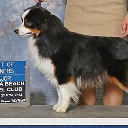Uri - Miniature American Shepherd