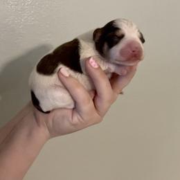 Charles - Parti male Miniature Schnauzer puppy in Brundidge, Alabama from Deez Pups Magnificent Schnauzers