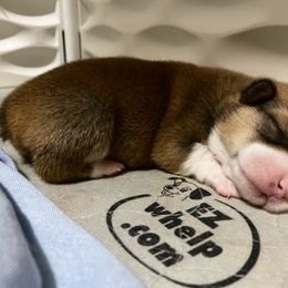 Pembroke Welsh Corgi Puppies from Swezey Pembroke Welsh Corgis