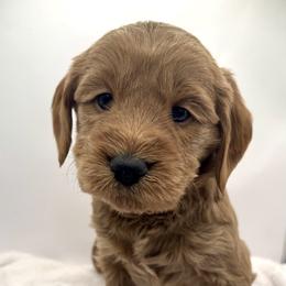 Dancer-Blue Boy - Red  male Goldendoodle puppy in Lewisville, Texas from Zink Doodles