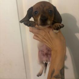 Zoltan - Piebald male Dachshund puppy in Conroe, Texas from Dots Dachshunds