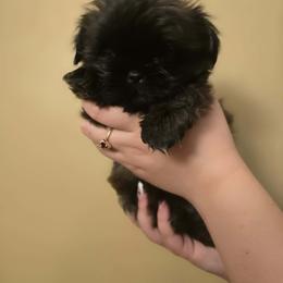 Boy 3 - Brindle male Shih Tzu puppy in Norris City, Illinois from Dainty and Darling Shih Tzu
