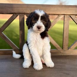 Riley - Parti male Goldendoodle puppy in Allen, Texas from Calena’s Doodles