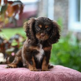 Beluga - Chocolate female Cavalier King Charles Spaniel puppy in Sugarcreek, Ohio from Chocolate Cavalier