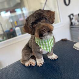 Jasper - Havanese