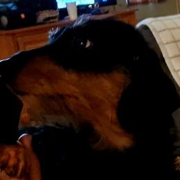 Norman - Dachshund