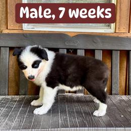 Brown collar - Black and white male Yakutian Laika puppy in Bethel, Ohio from Caldersong Kennels