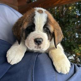 Green Collar - Brown and white male Saint Bernard puppy in New York from Johnson Farms