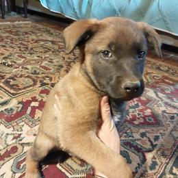 Bane Boca - Red male Belgian Malinois puppy in Elizabethton, Tennessee from Forever Family K9