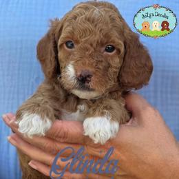 Goldendoodle Puppies from JoZy's Doodles
