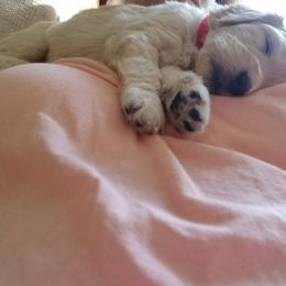 Goldendoodle Puppies from Jennifer's Canines