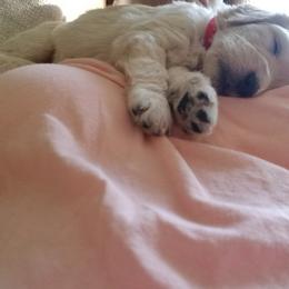 Goldendoodle Puppies from Jennifer's Canines