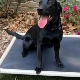 Cole - Labrador Retriever