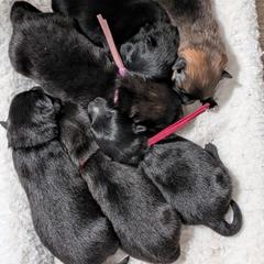 German Spitz puppies from Legacy Kennels Michigan