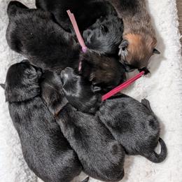 German Spitz puppies from Legacy Kennels Michigan
