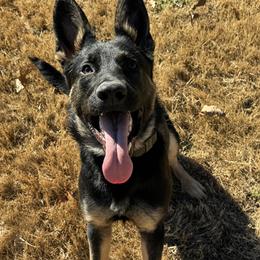 Sinner - Black and tan male German Shepherd puppy in Beech Grove, Arkansas from Ze Zadnich lesu