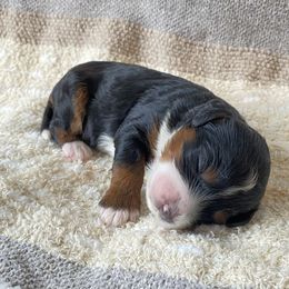 Bernedoodle Puppies from Scarlett Doodles