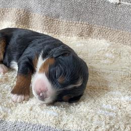 Bernedoodle Puppies from Scarlett Doodles