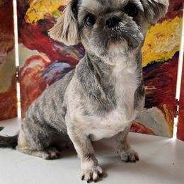 Oasis - Shih Tzu