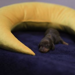 Boy 5 solid chocolate boy, no collar - male Dachshund puppy in Bremen, Georgia from Jones Royal Kennels