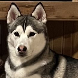 Bandit - Siberian Husky