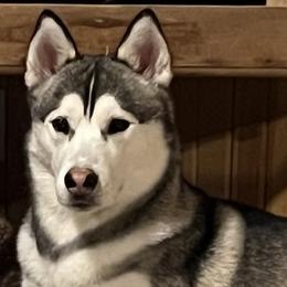 Bandit - Siberian Husky