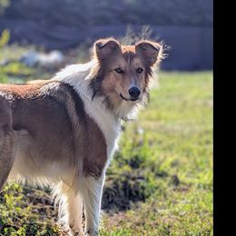 Old Time Scotch Collies from Chicken of the Woods Farm