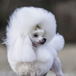 Burt - Poodle