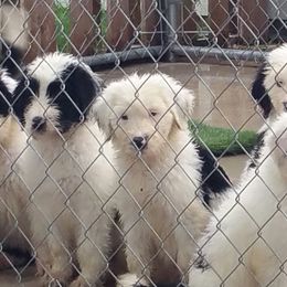 Sheepadoodle Puppies from Liberty Hill Sheepadoodles