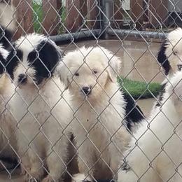 Sheepadoodle Puppies from Liberty Hill Sheepadoodles