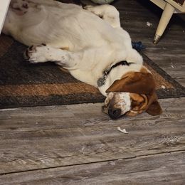 Basset Hound All Grown Up from Hazard Hound Kennels