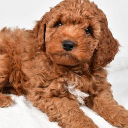 Archie - Red male Cavapoo puppy in Millersburg, Ohio from Ohio Puppy Paws
